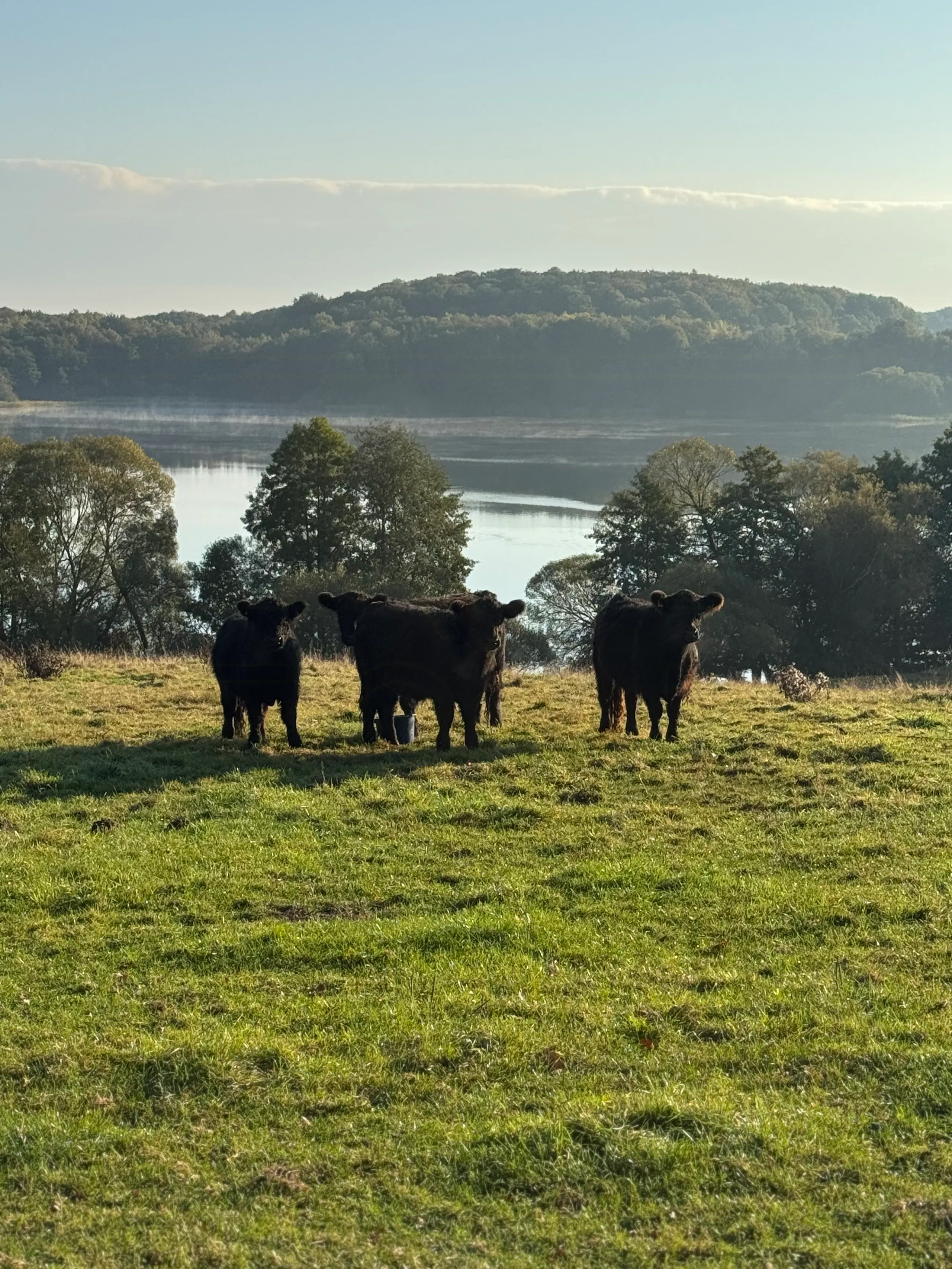 Four black cows standing on a grassy hillside overlooking a calm lake, with trees and a forested hill in the background