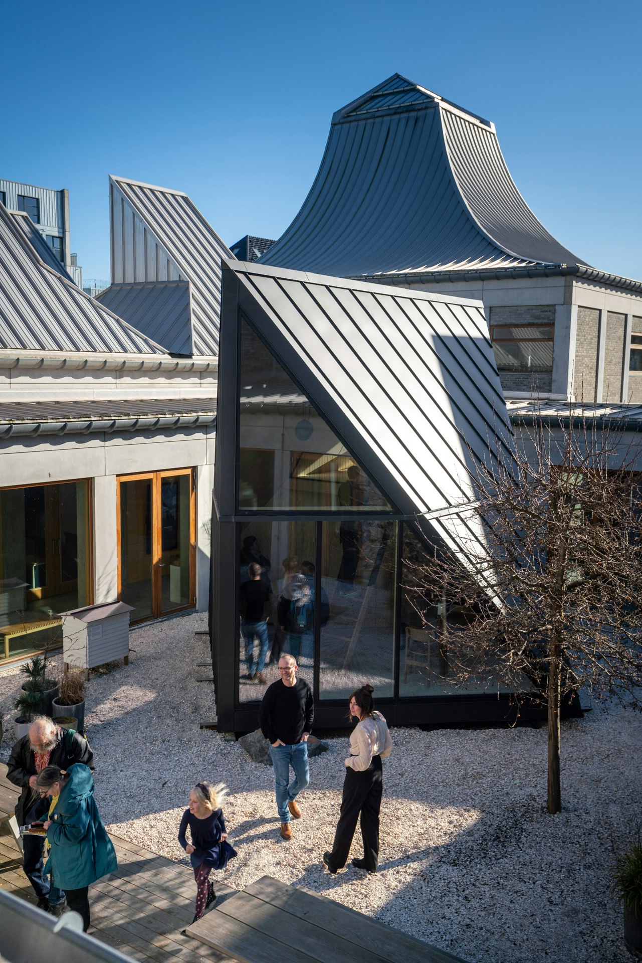 Conozca la planta más útil de nuestra finca: el girasol mexicano (Tith –  SoulFire Farm, image size:1920x1920