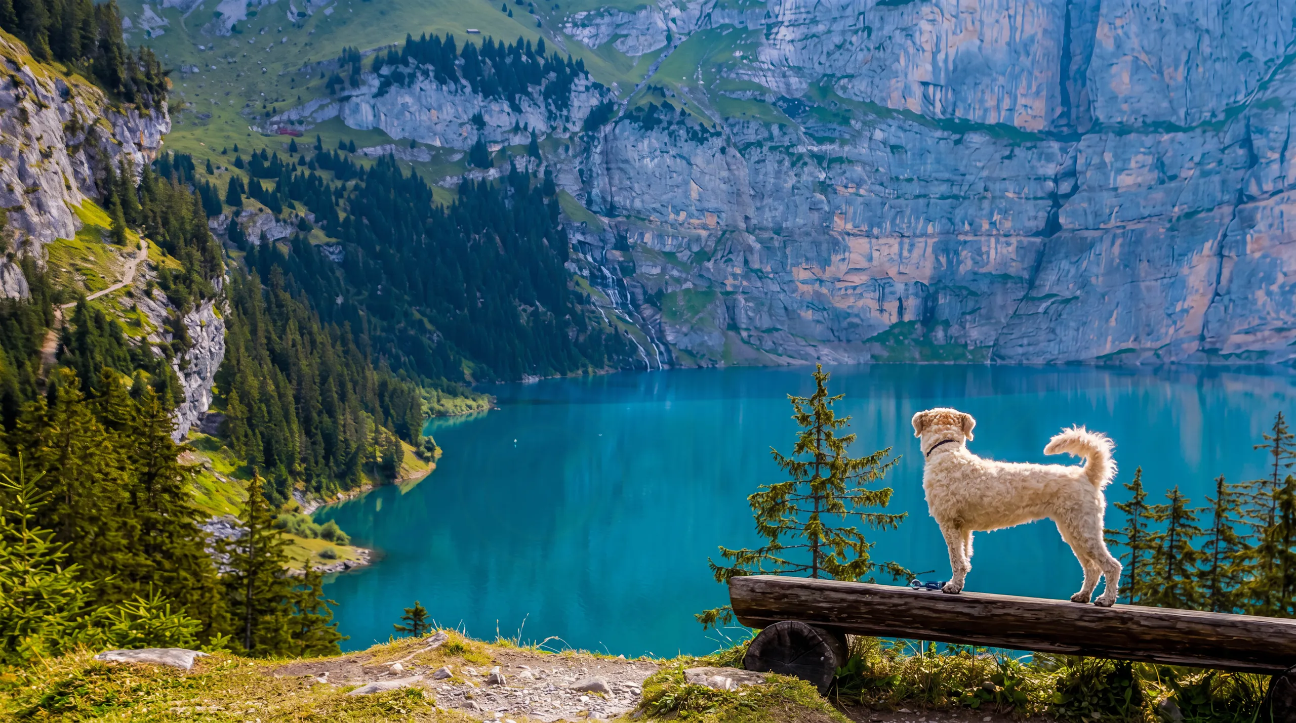 Får jag ta med min hund till bostaden?