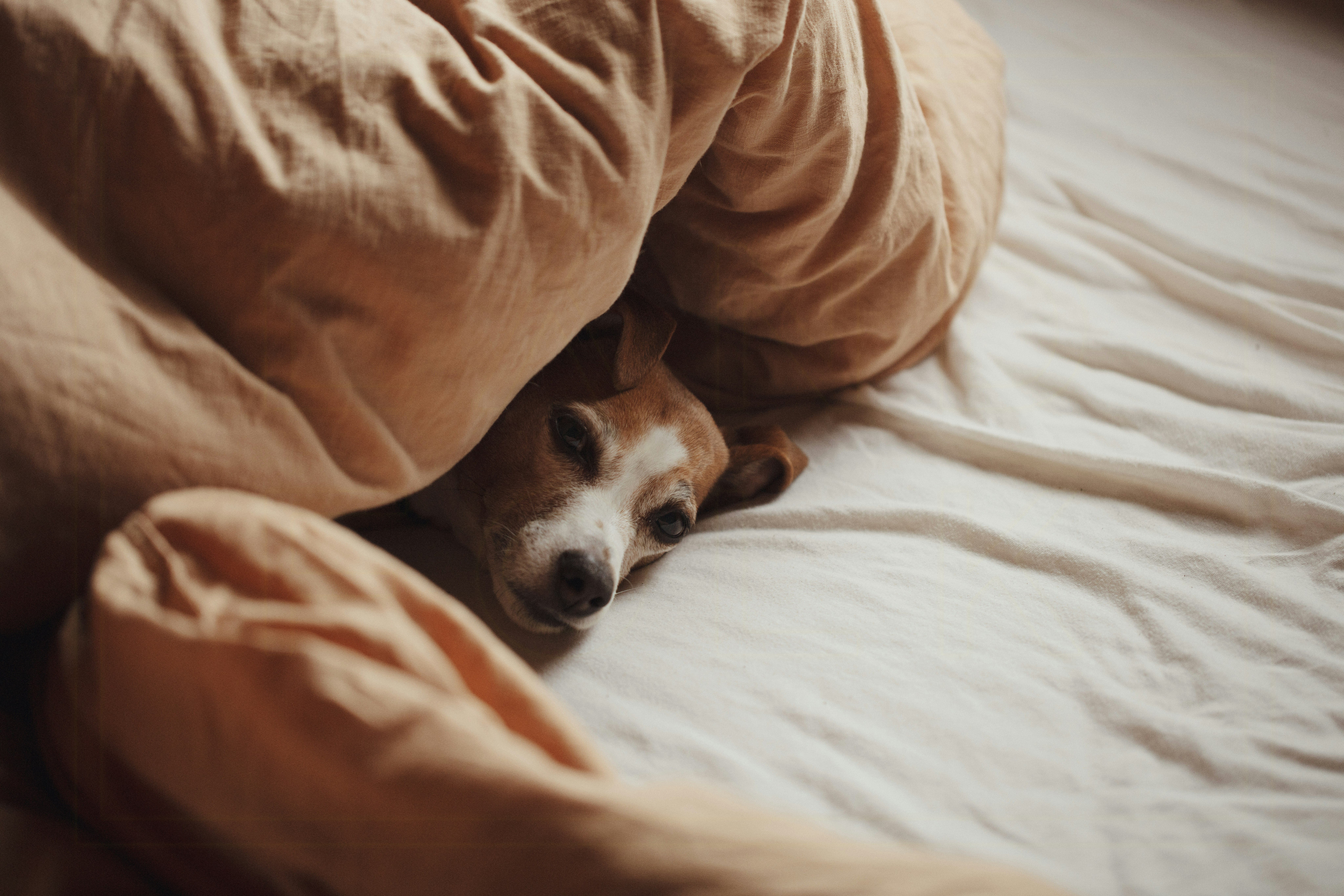 A misura di cane cover image