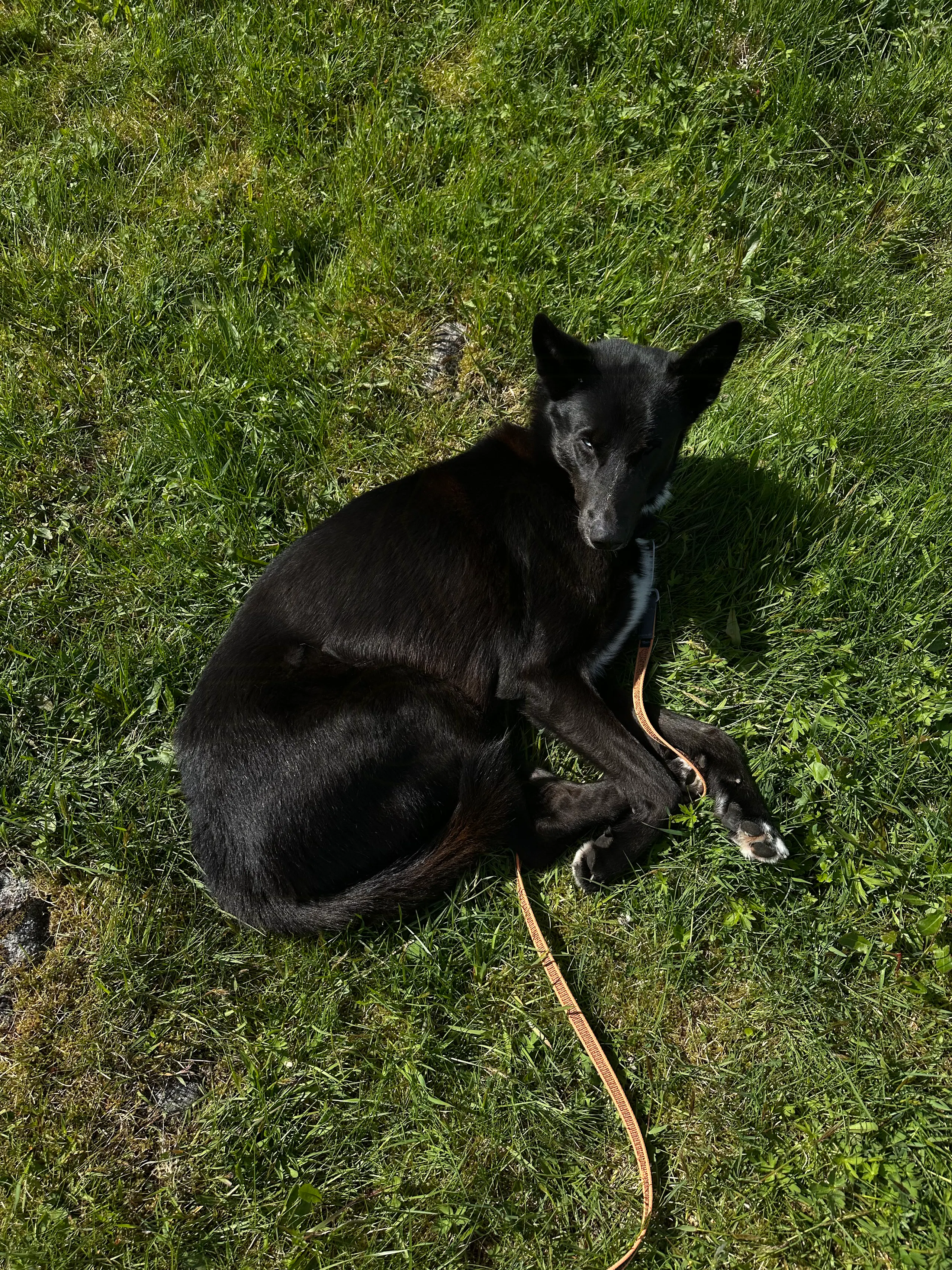 One of Agnesu2019 dogs resting in the grass during the family stay