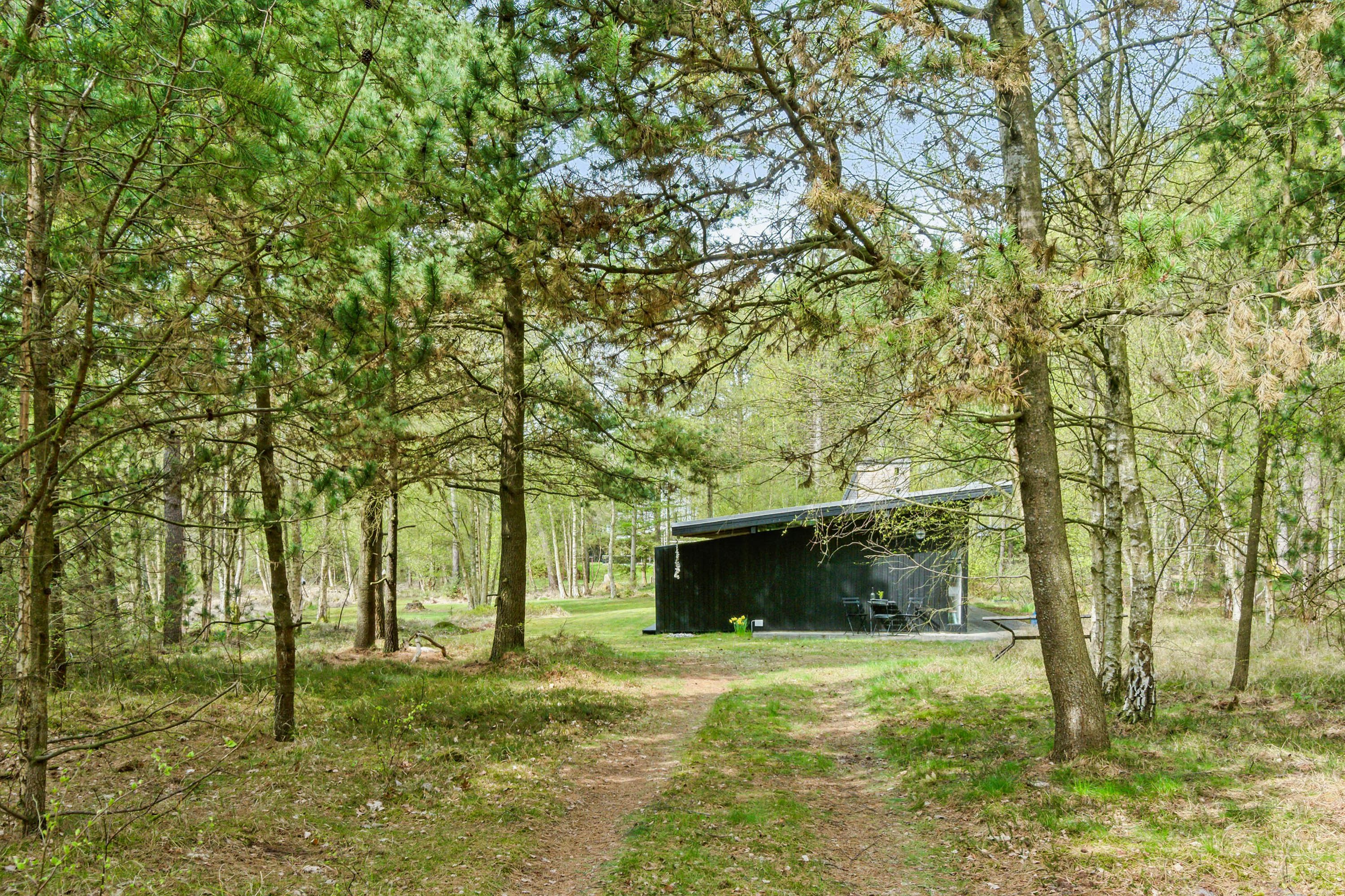 garden with tall trees