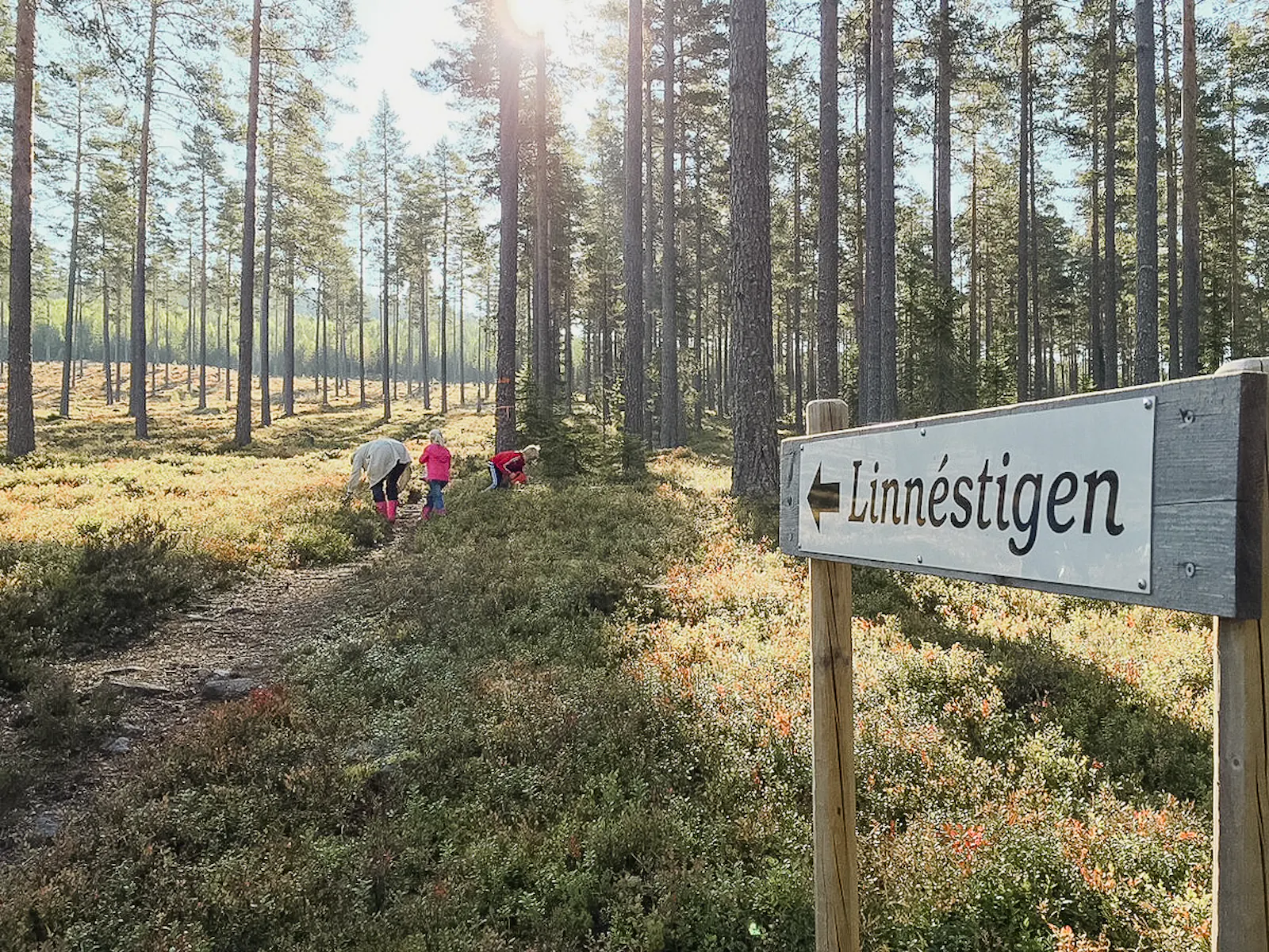 Timmerstuga nära Vasaloppsspåret i Gopshus – bild 24 av 24