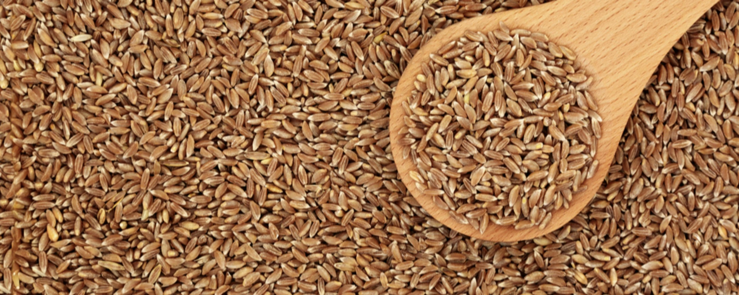 Farro er spelt – Italiensk specialitet