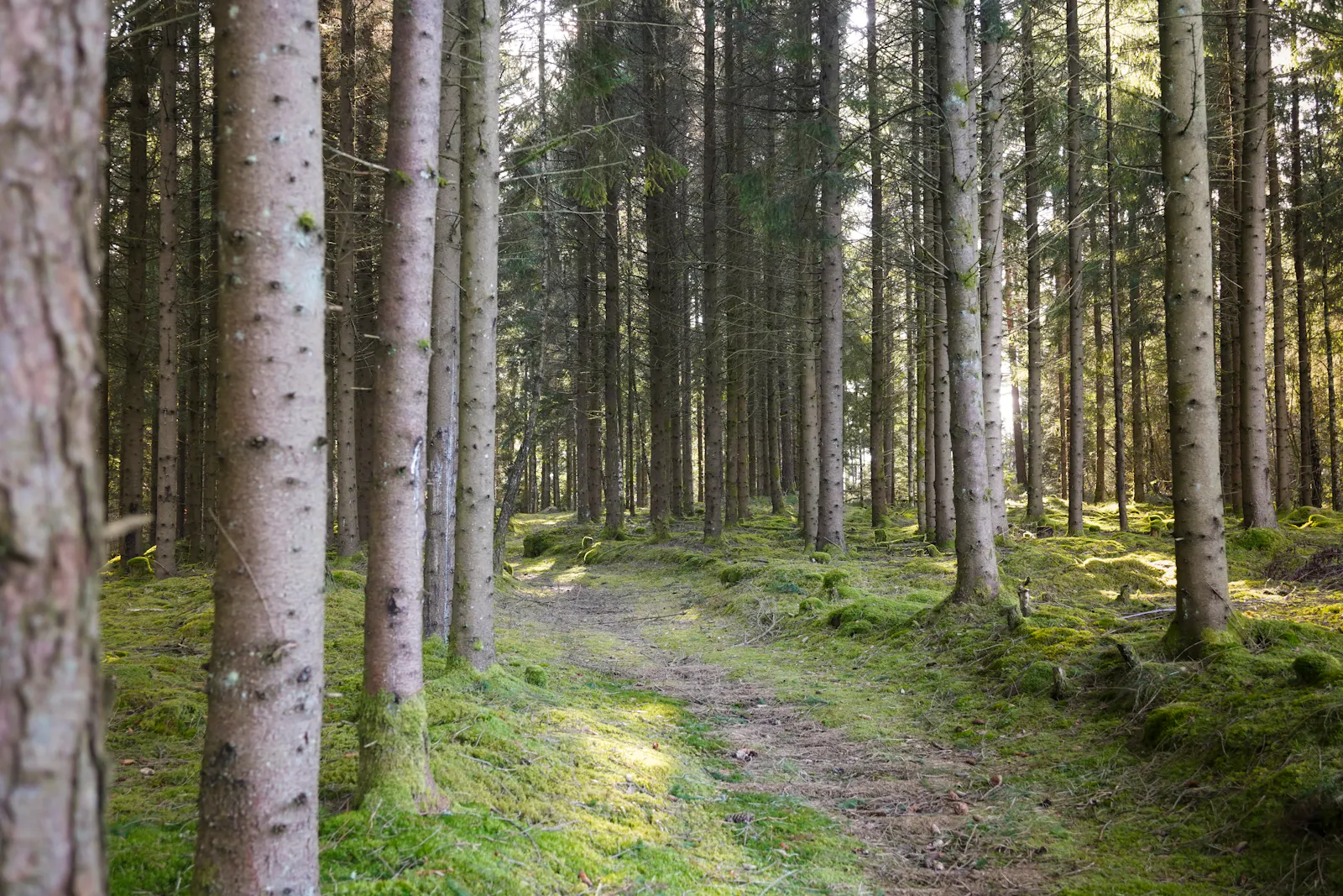 Skogsnära stuga med utsikt över Västra Öresjön – bild 3 av 24