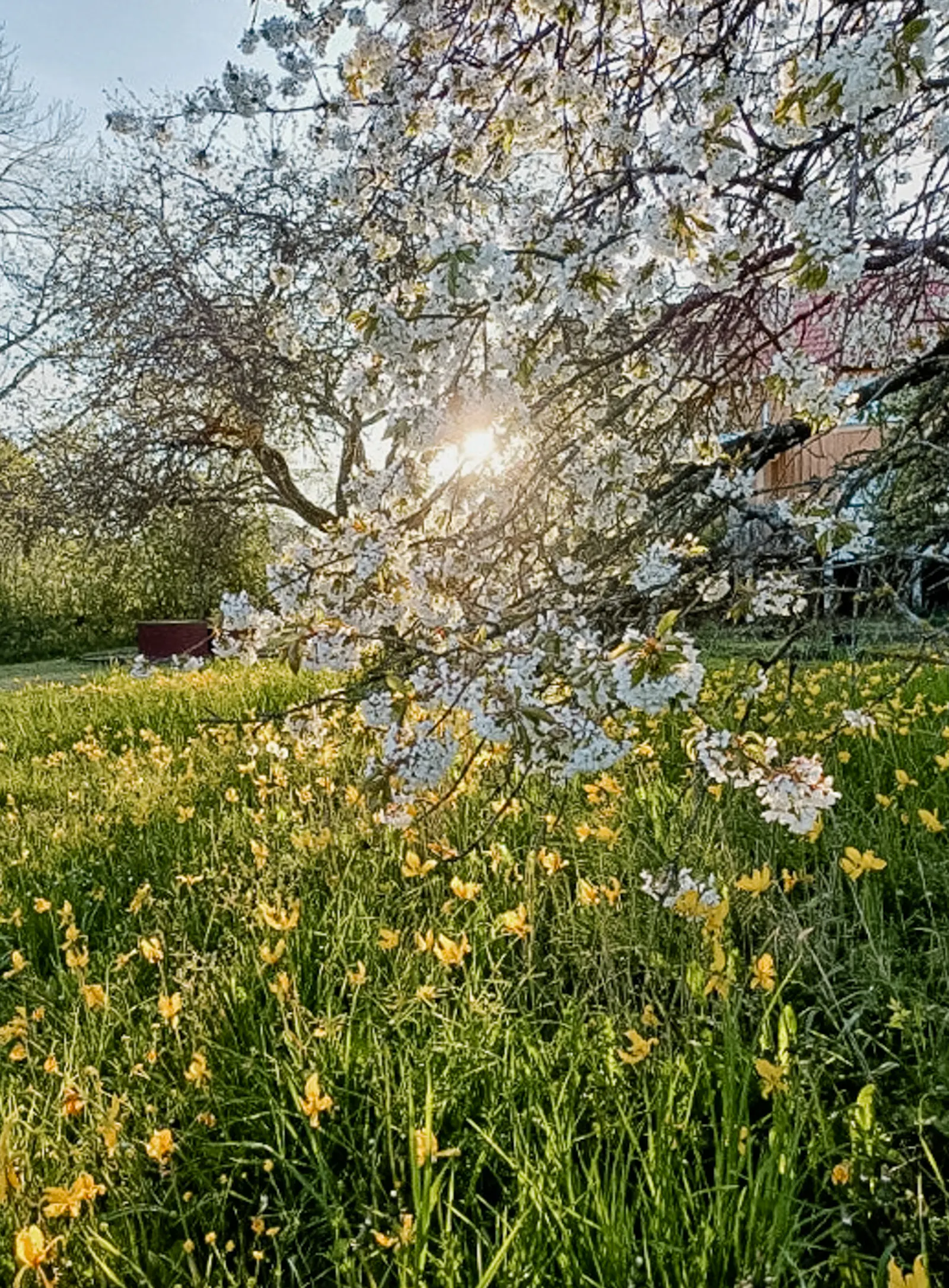 Trädgårdshus på Öland – bild 22 av 22