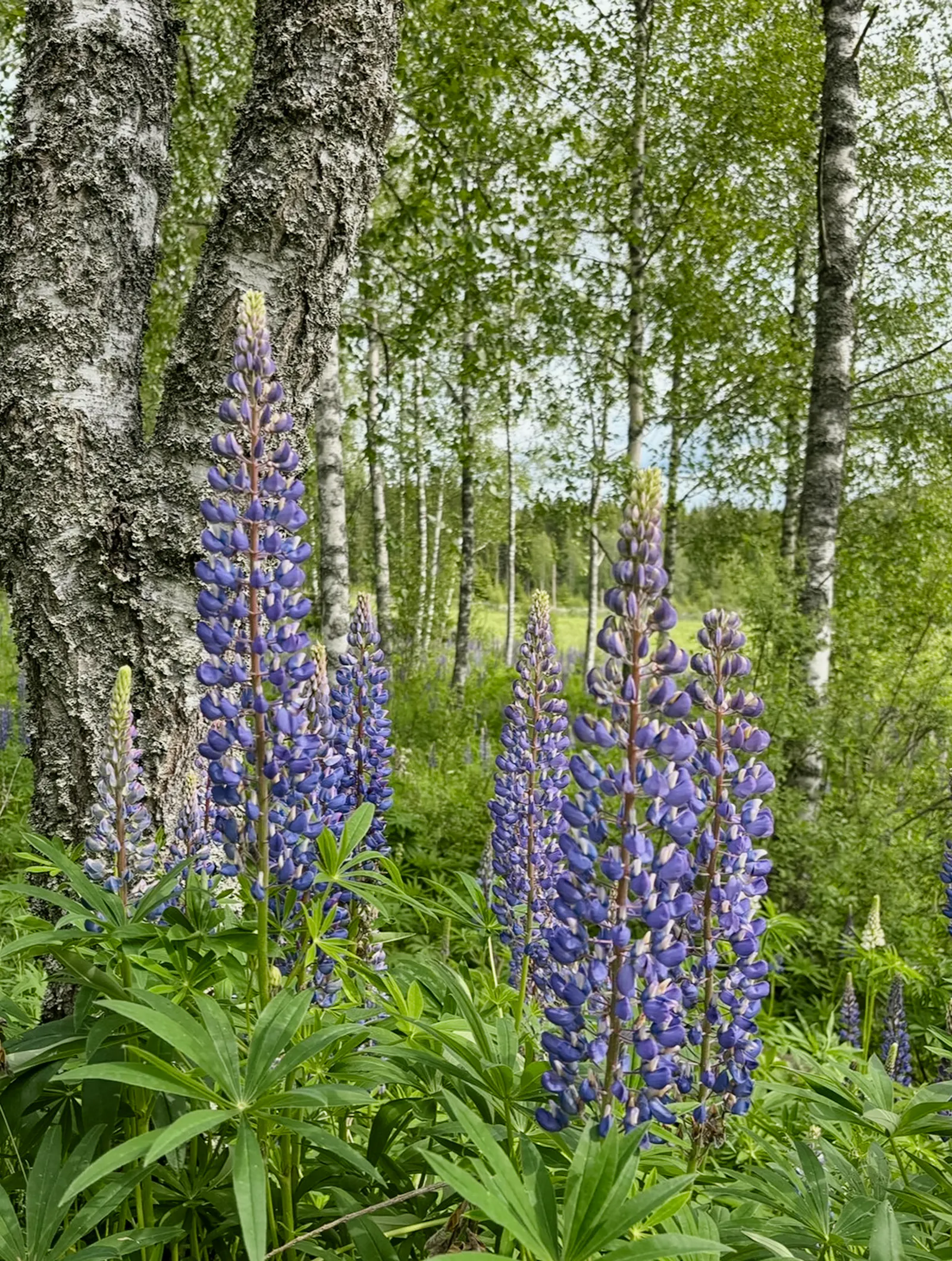 Minimalistisk stuga med skogsutsikt i Arvika – bild 19 av 19
