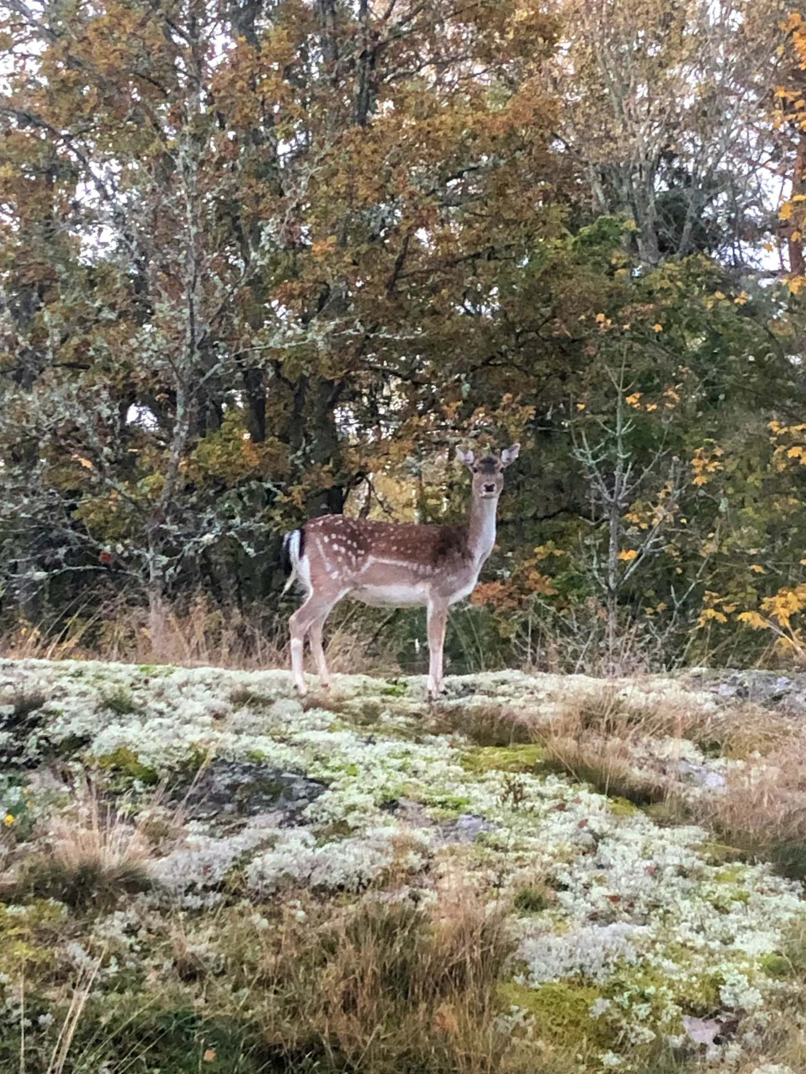 Trähus med tre uteplatser på Torö – bild 20 av 21