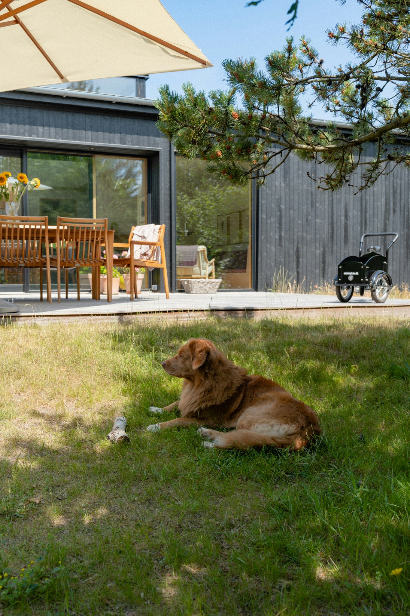 Homes for furry friends cover image