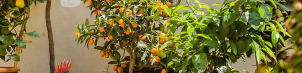 Citrontræ