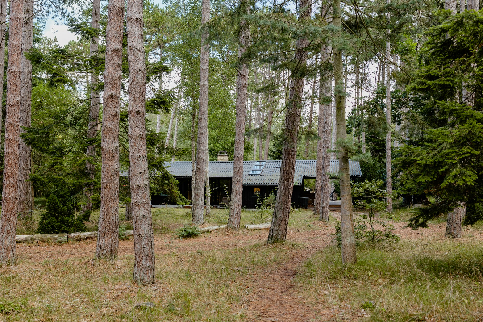 Summer houses near a forest cover image