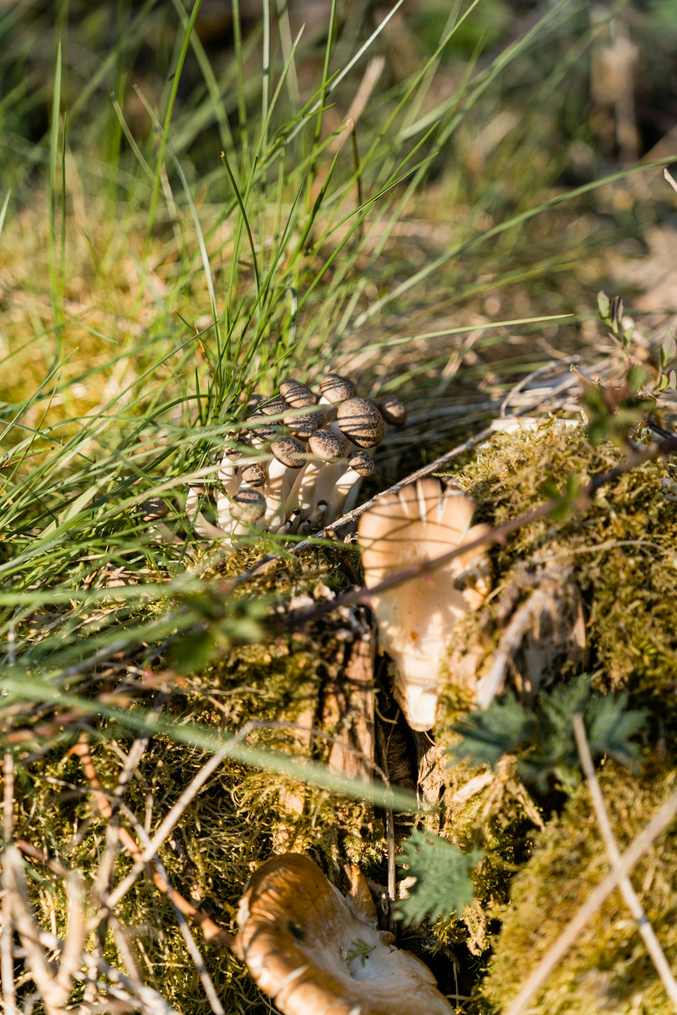 Naturguide: Tag på svampejagt i Asserbo Plantage