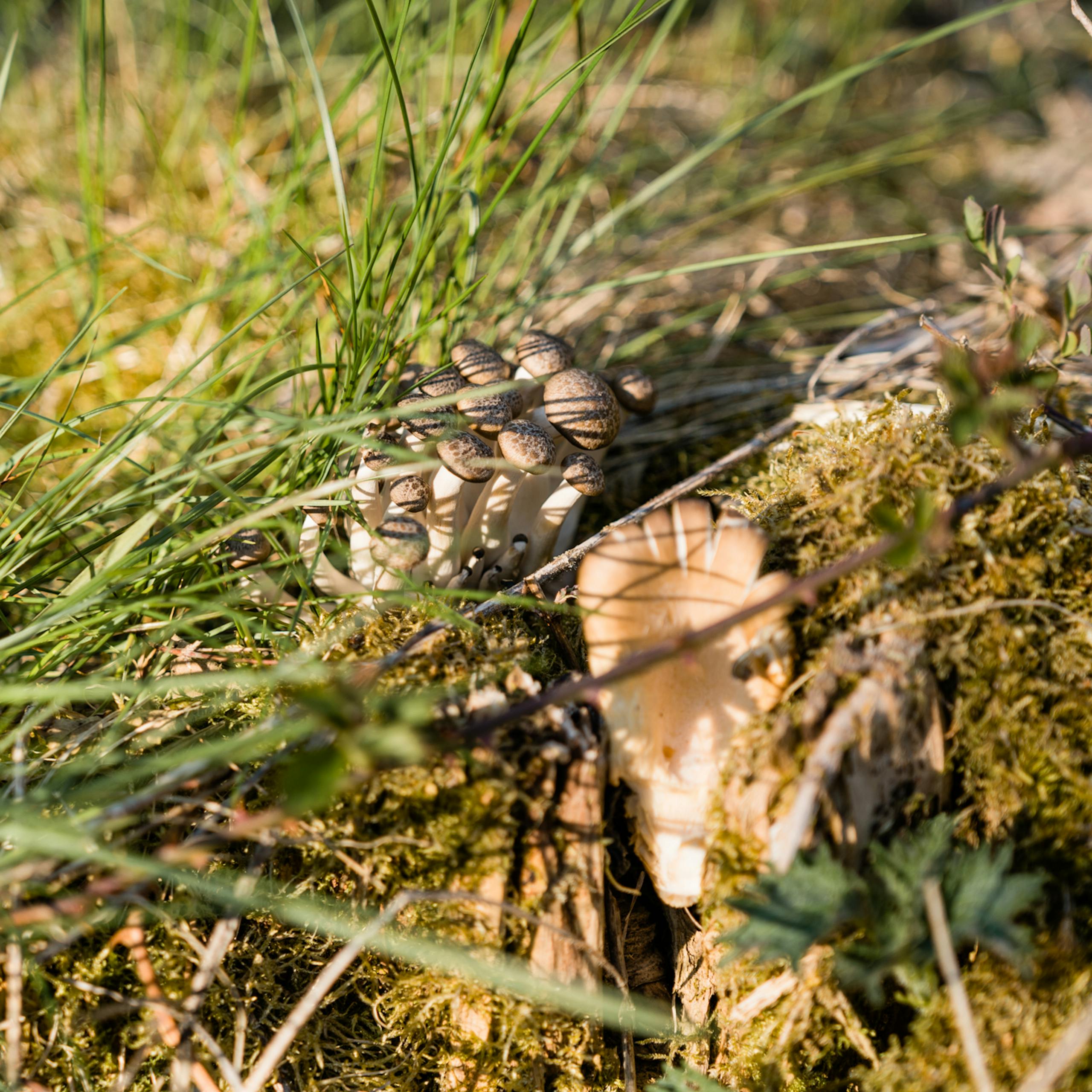 Naturguide: Tag på svampejagt i Asserbo Plantage