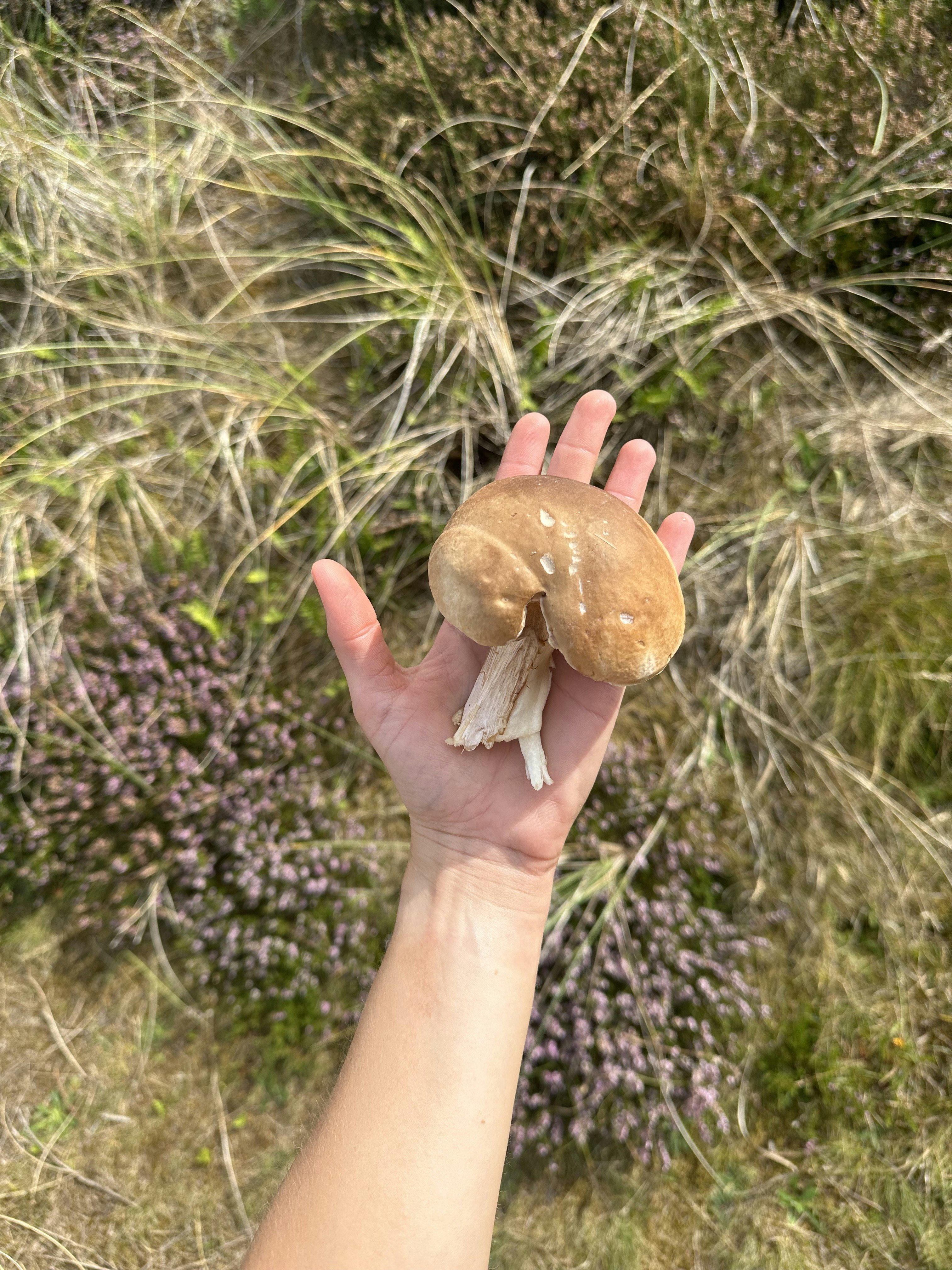 Autumn break in a holiday home: Go mushroom hunting in nature cover image