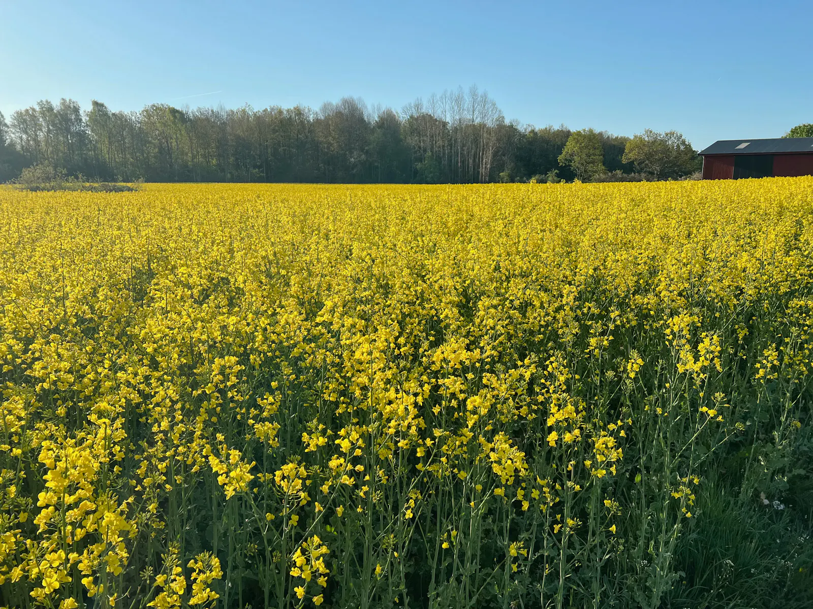 Stuga med glasveranda och vedugn i Kvilla – bild 18 av 21