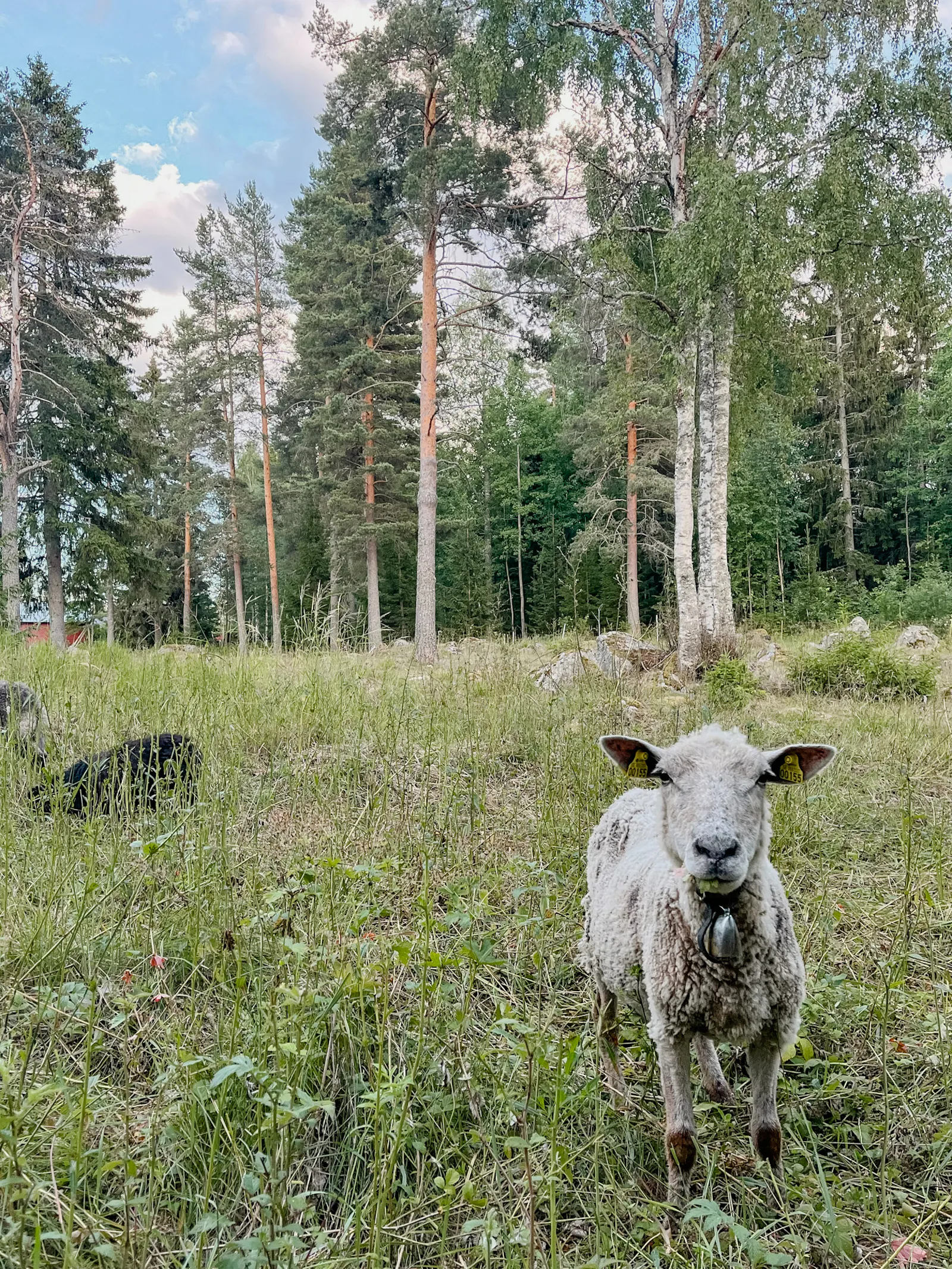 Lantlig stuga för kreativa själar vid Lingbosjön – bild 23 av 24