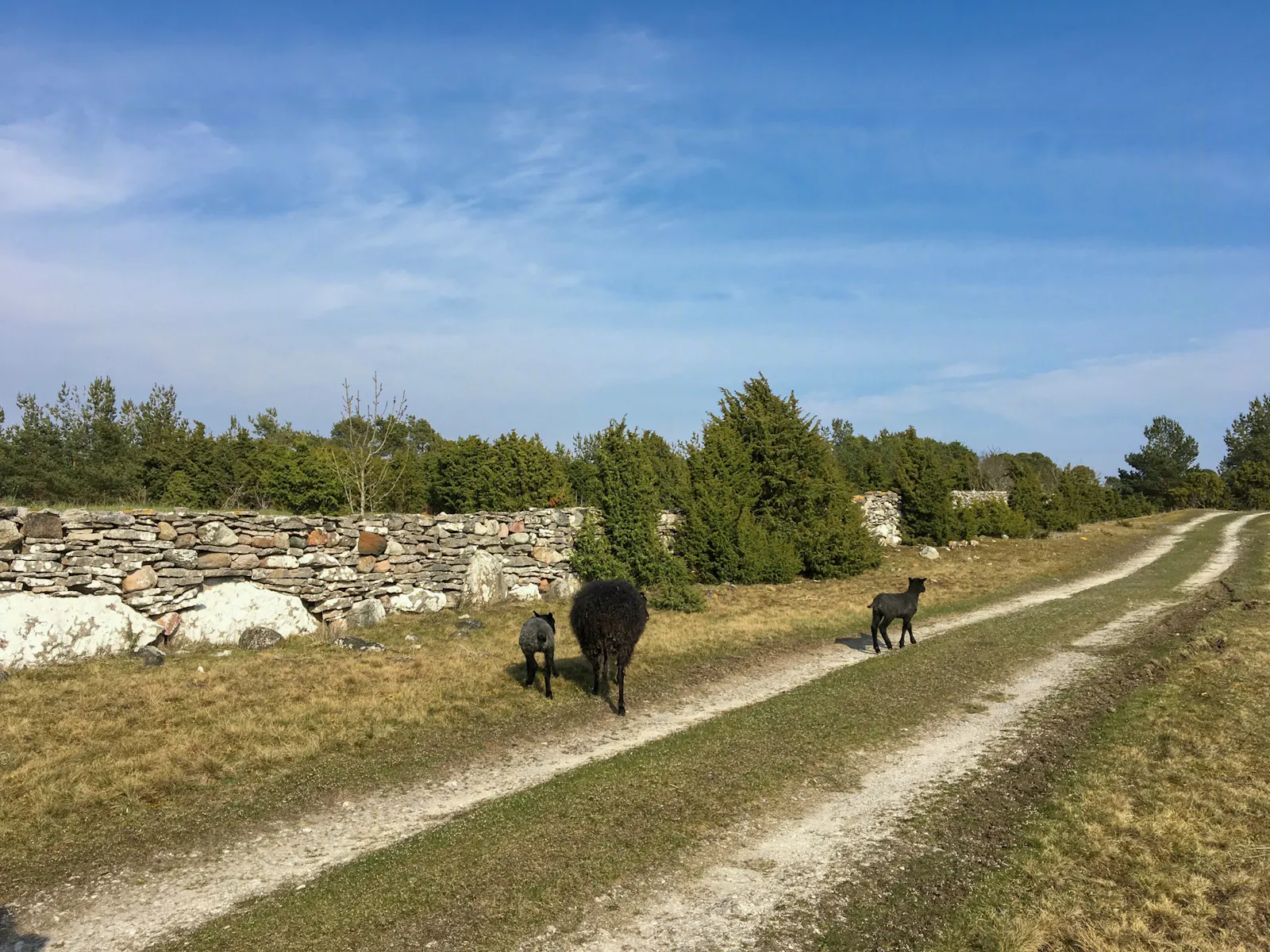 Traditionellt gårdshus vid Dämba sjö på Fårö – bild 19 av 19
