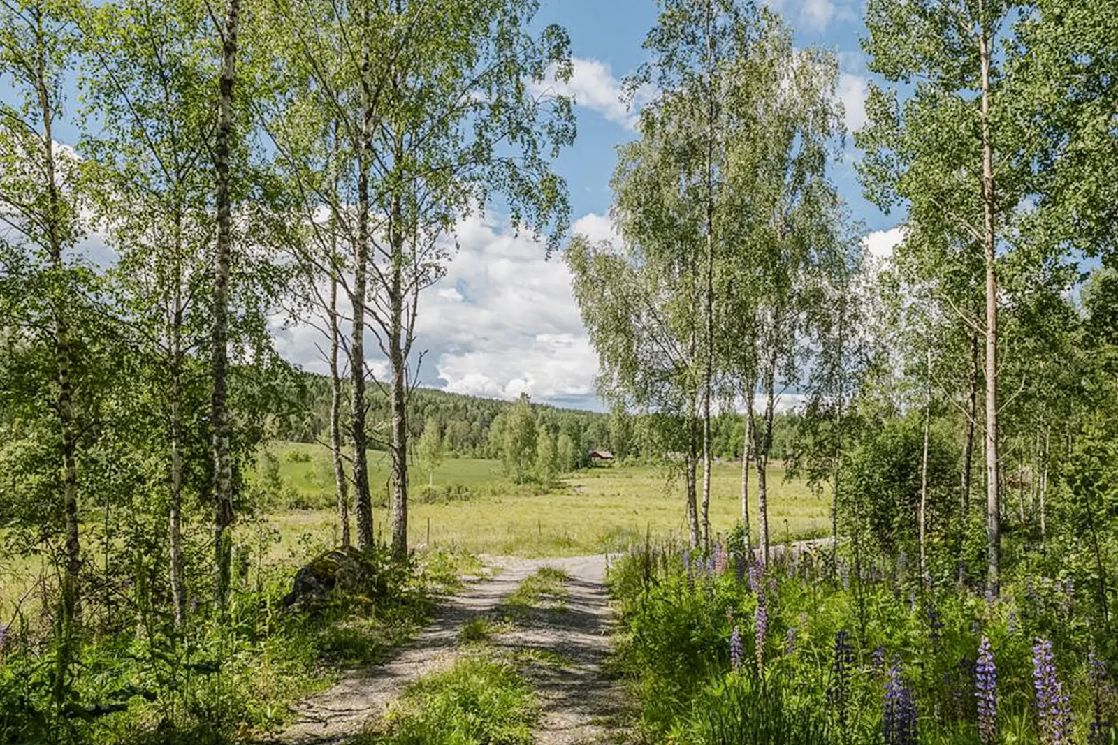 Minimalistisk stuga med skogsutsikt i Arvika – bild 2 av 19