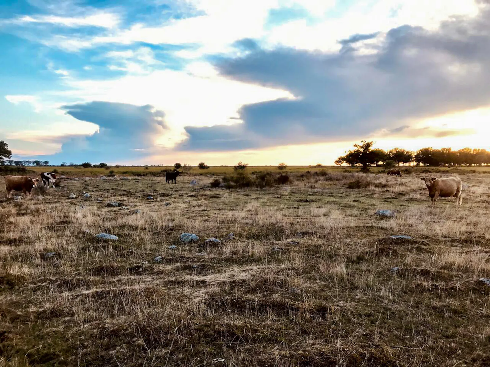 Rustik gård i avskilt Knisa på Öland – bild 21 av 23