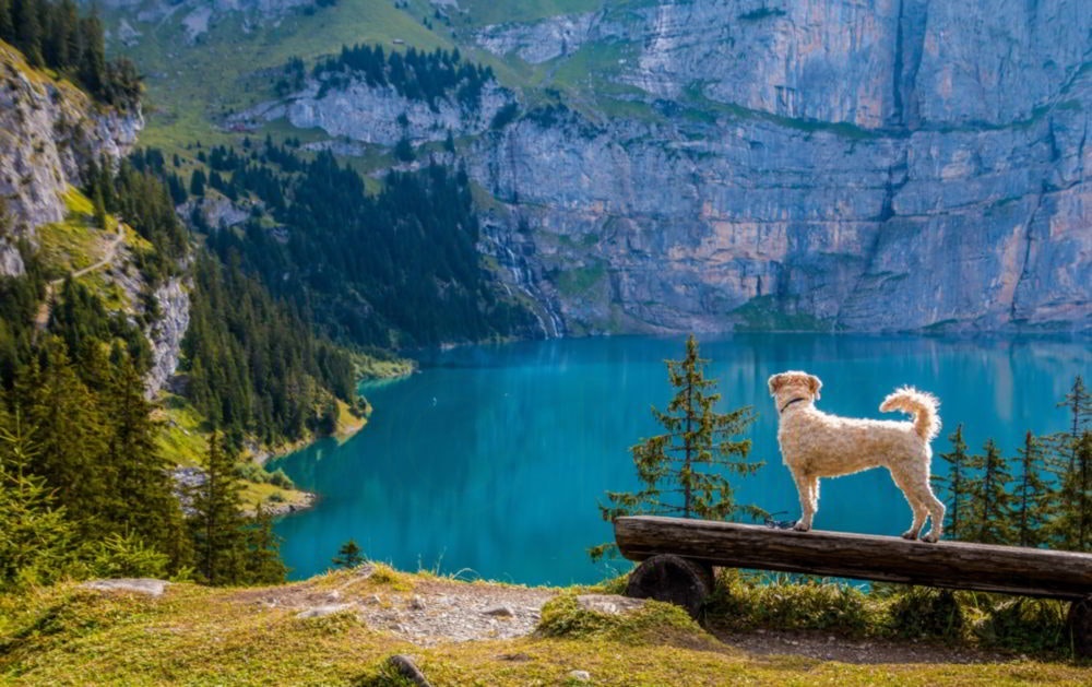 Må jeg tage hund med i ferieboligen?
