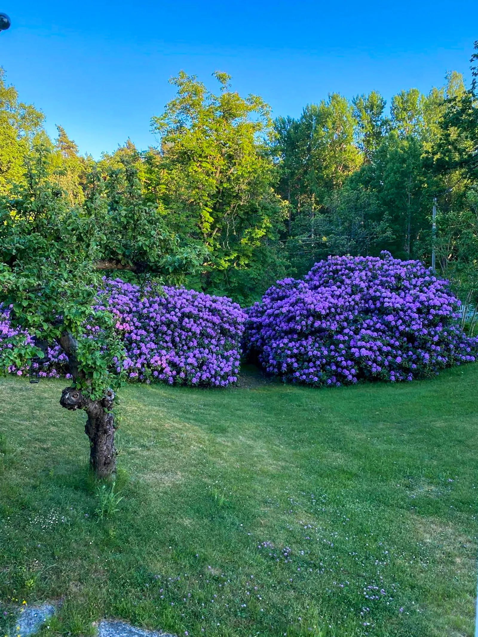 Sekelskiftsvilla vid Skogsö naturreservat – bild 19 av 23