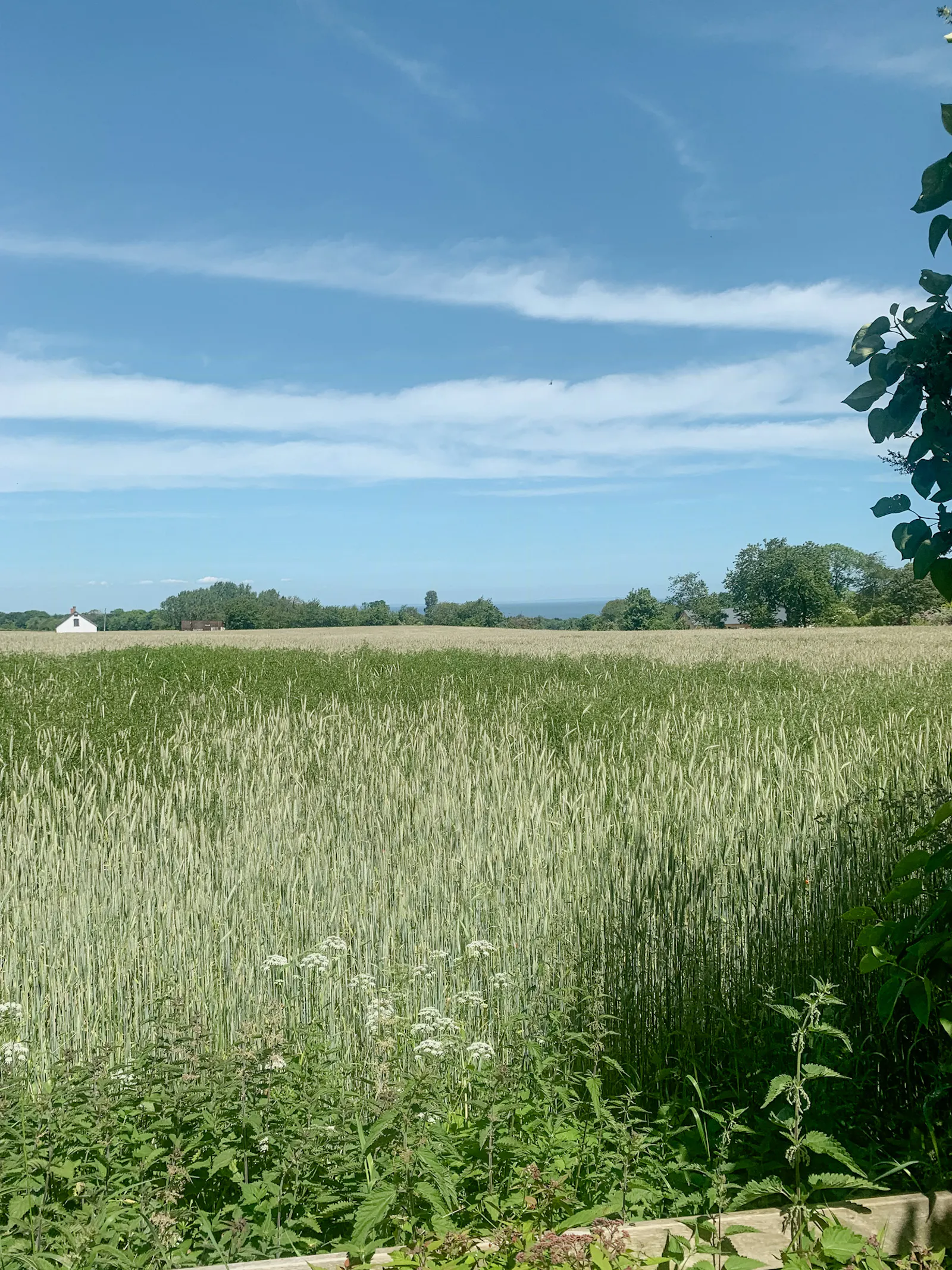 Gästhus med havsutsikt i Österlen – bild 12 av 12