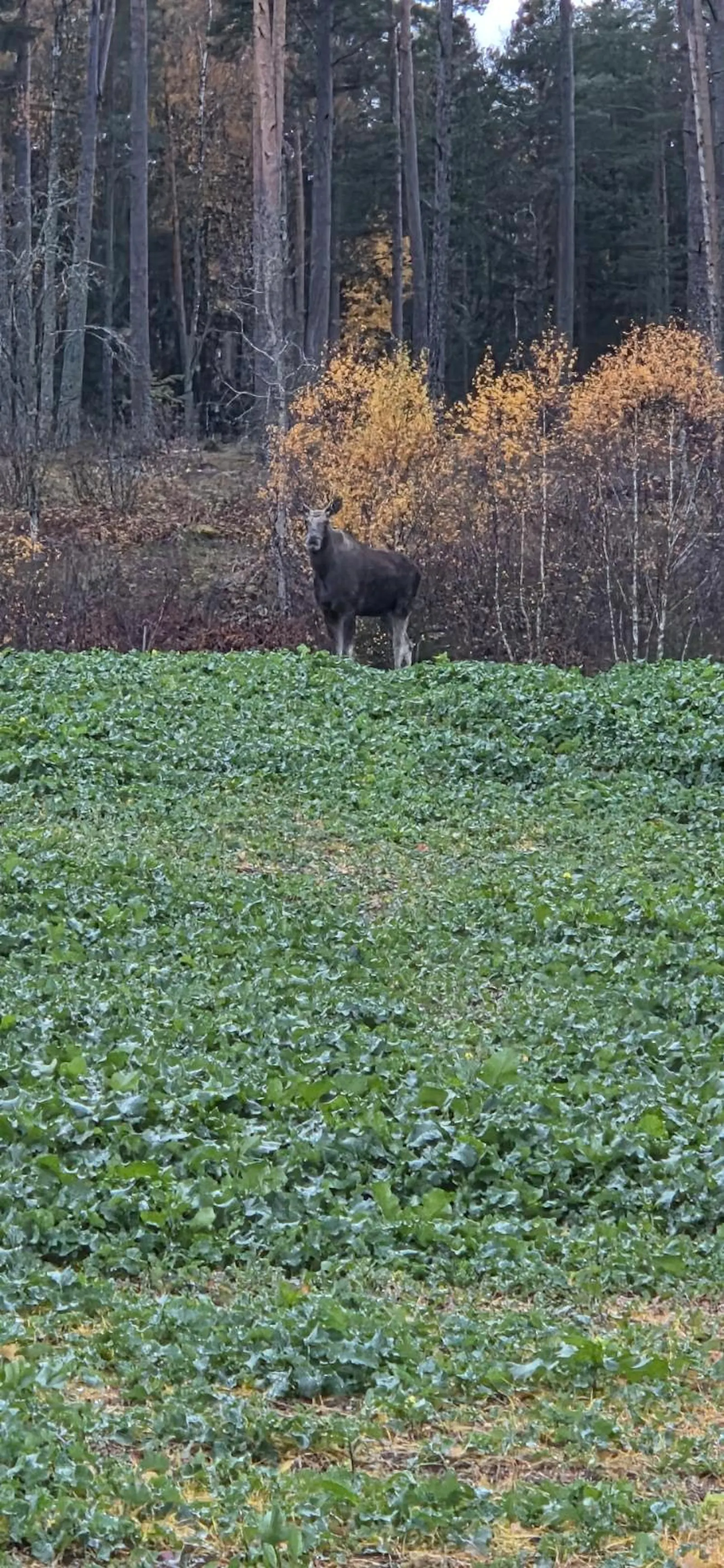 Historisk bagarstuga i idylliska Grindtorp – bild 24 av 24