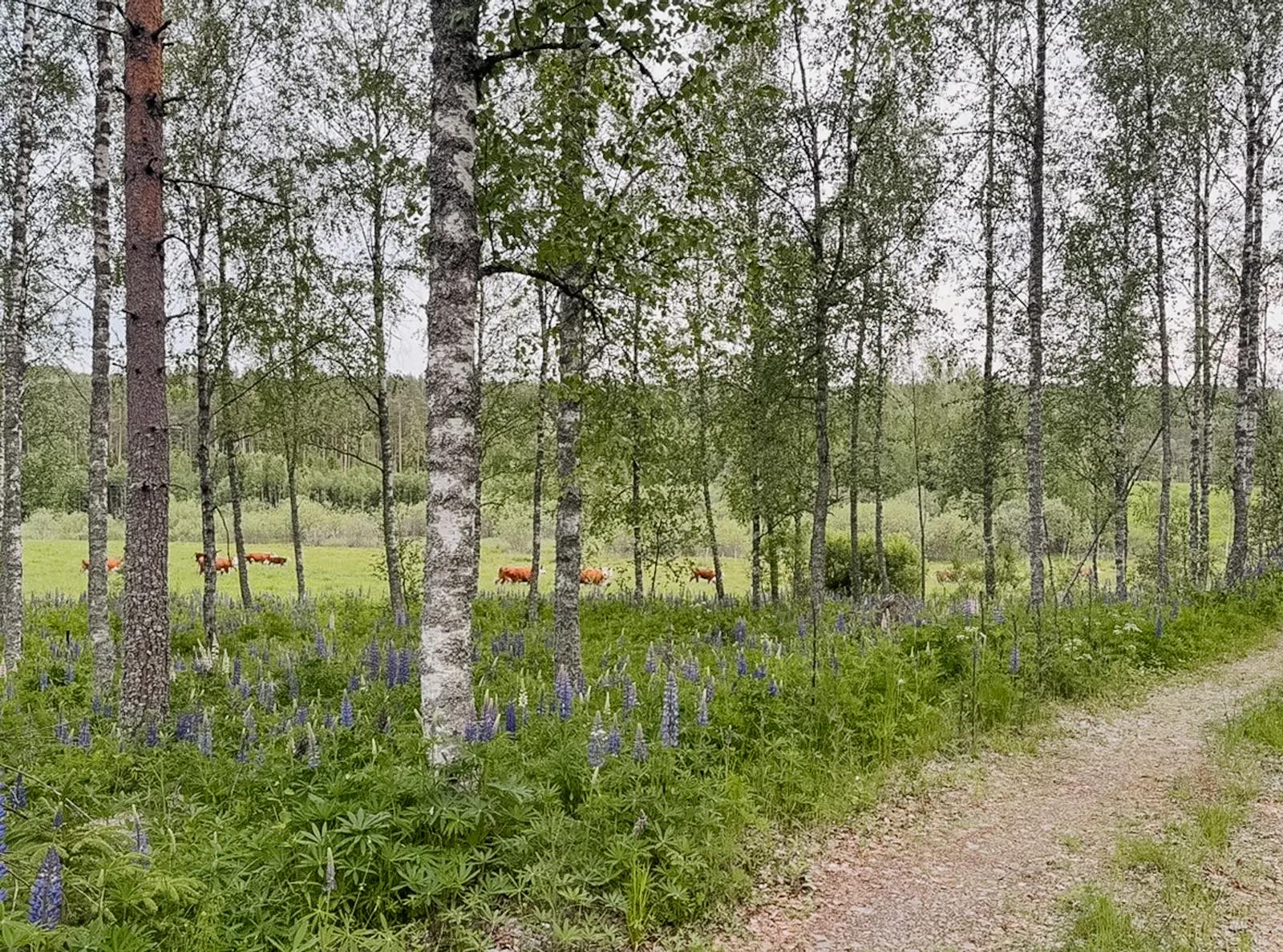 Minimalistisk stuga med skogsutsikt i Arvika – bild 17 av 19