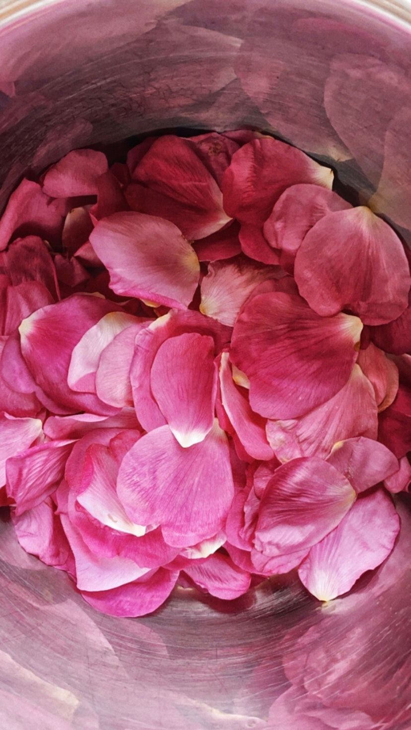 Nina fra sanketure.dk deler sin yndlingsopskrift på hybenrosesirup cover image