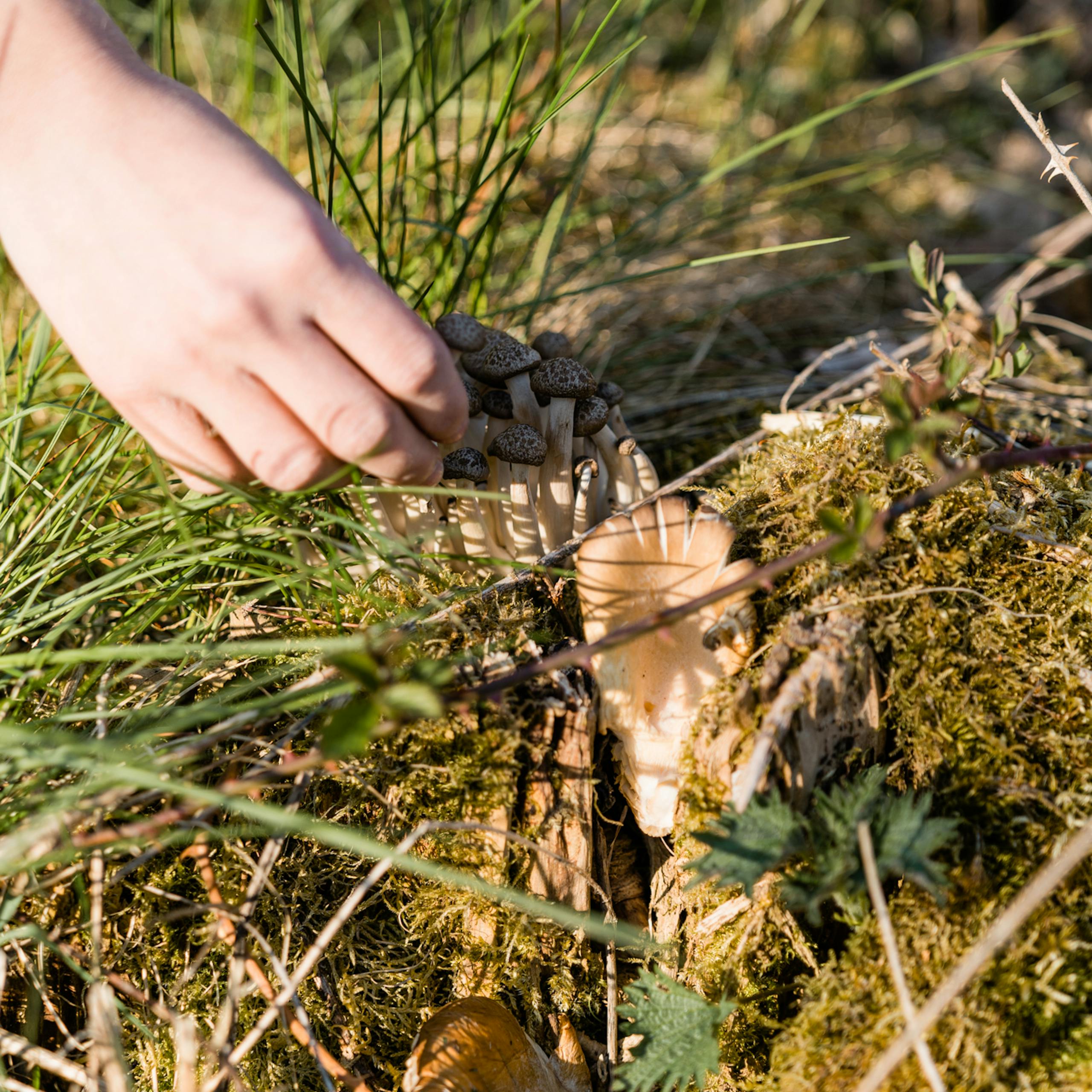 Efterårsferie i sommerhus: Tag på svampejagt i naturen
