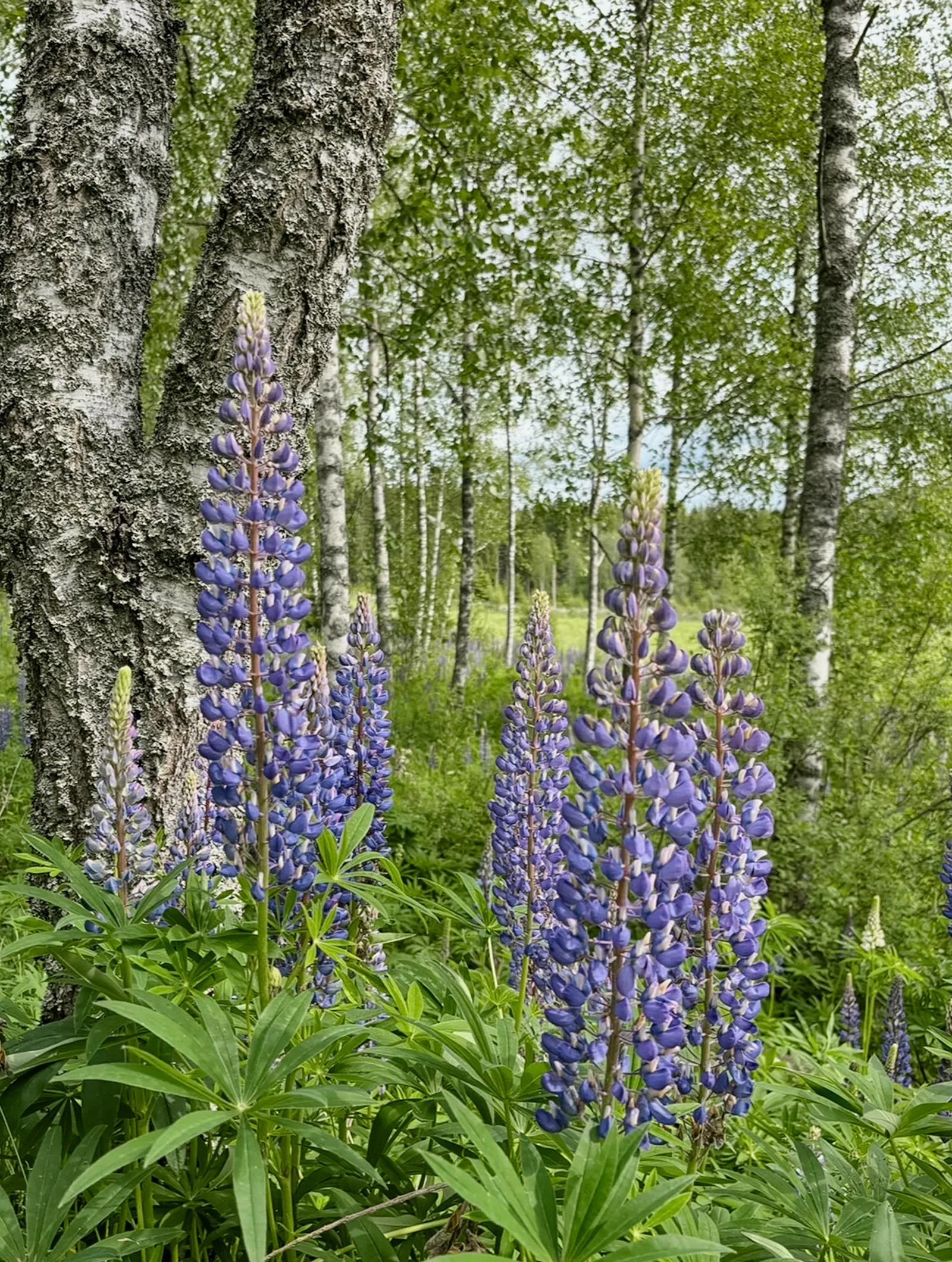 Tidlöst boende med naturen som granne – bild 10 av 11