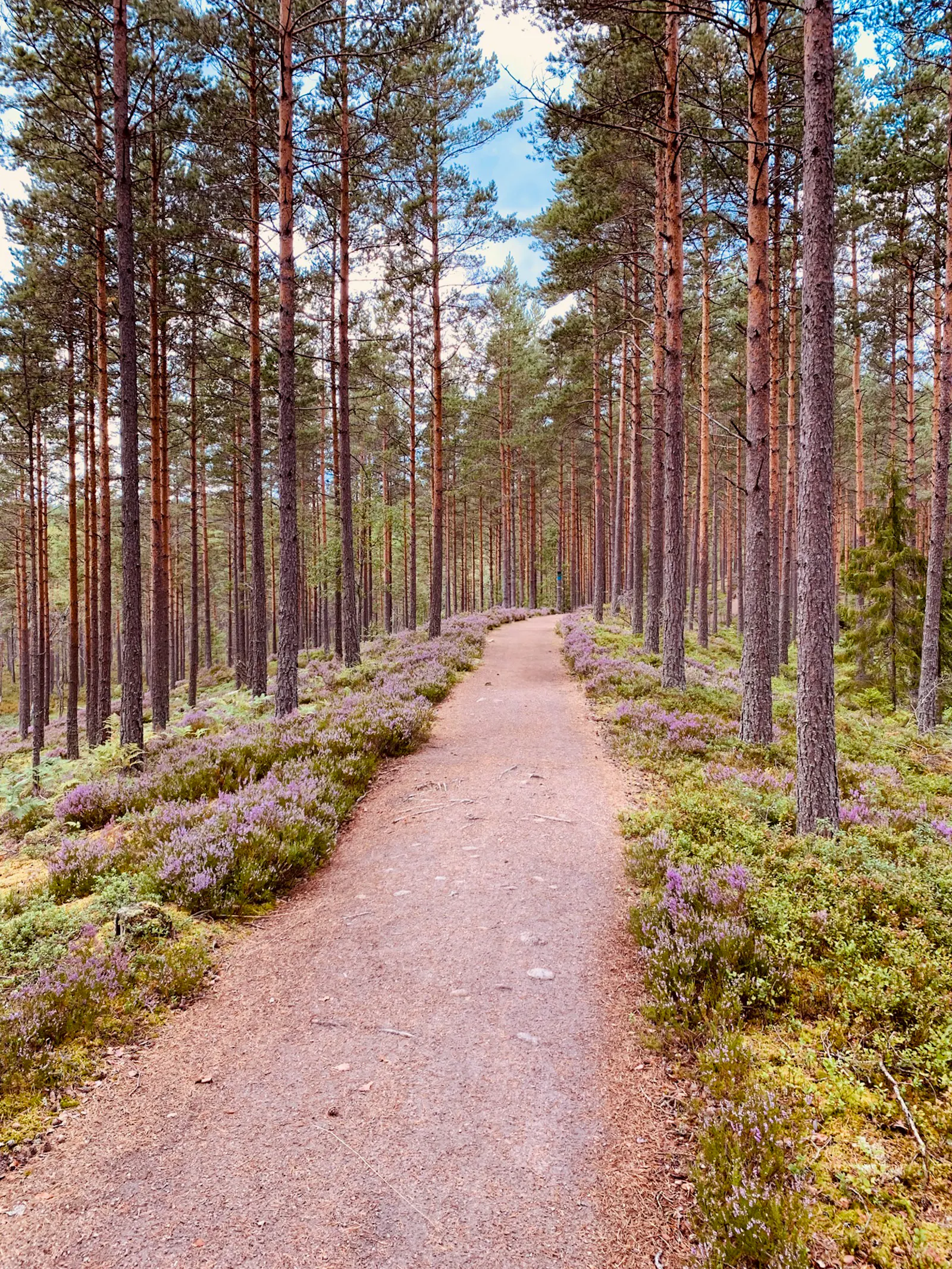 Lägenhet vid Alvasjön med bastu och vid naturreservat – bild 20 av 24