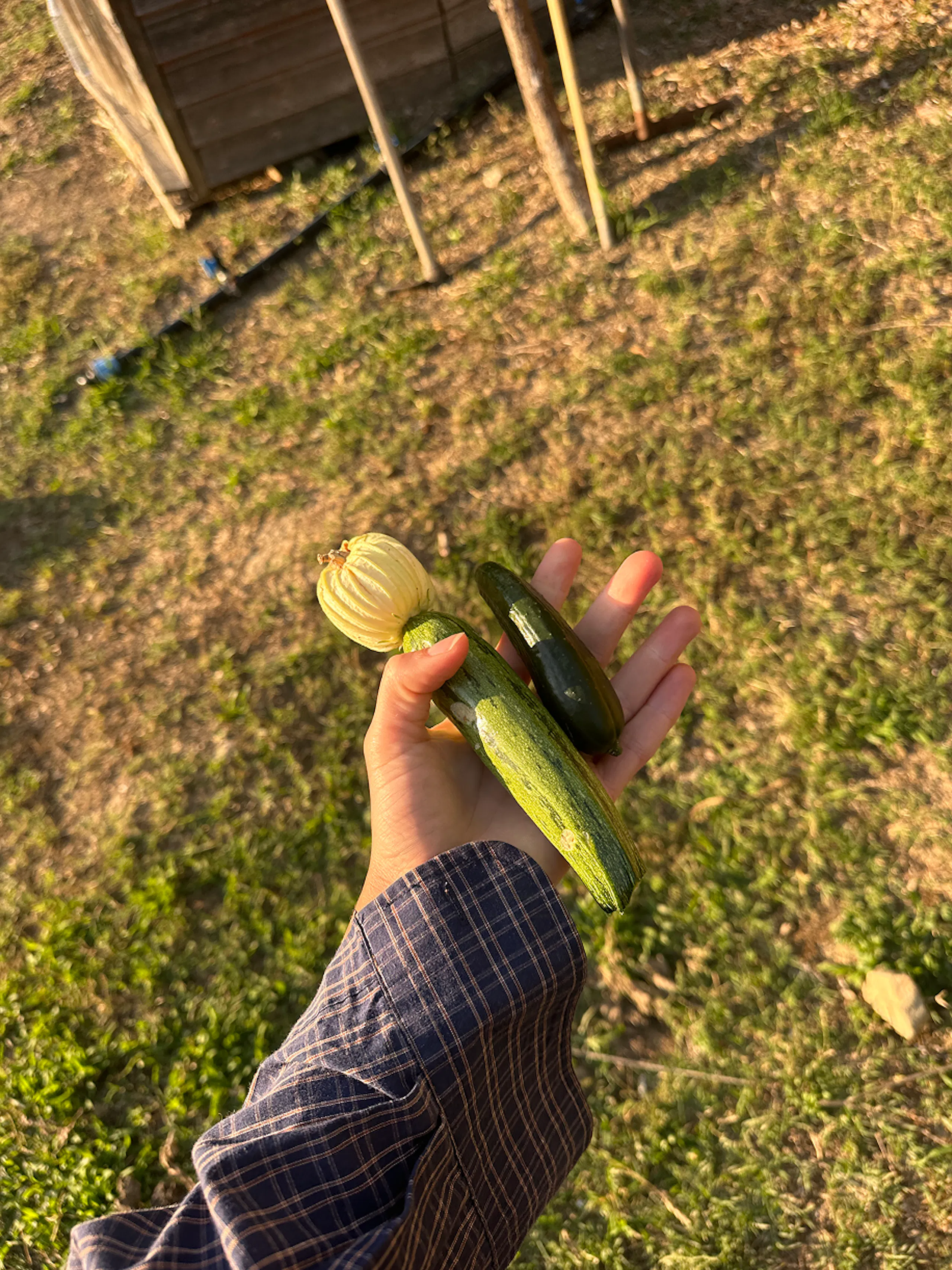 Hand holding three small harvested squash or zucchini in a grassy garden beside a wooden structure