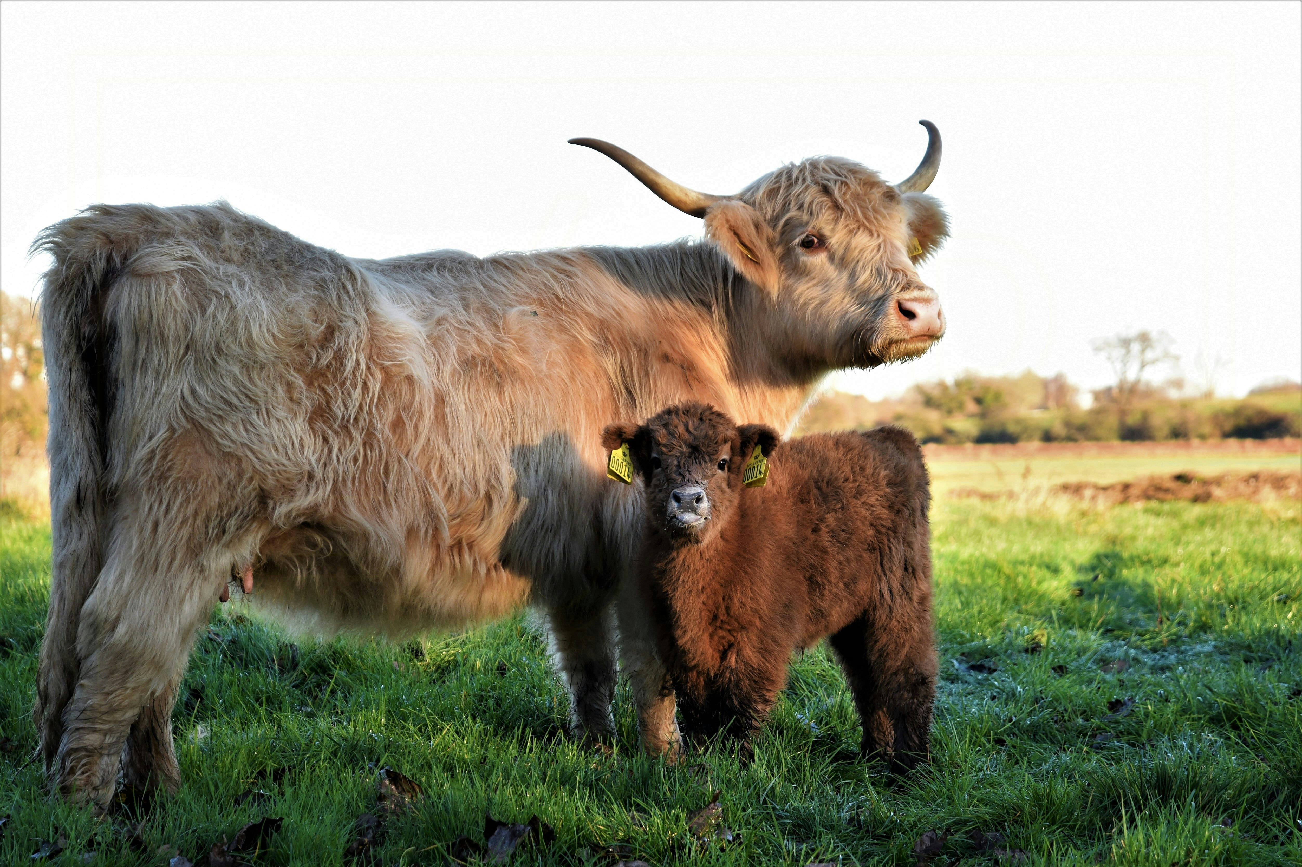 Ekoturismens framväxt: Ett mer hållbart sätt att resa