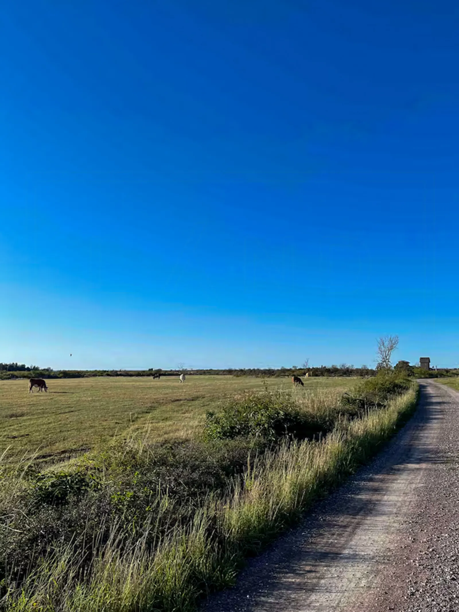 Rustik gård i avskilt Knisa på Öland – bild 20 av 23