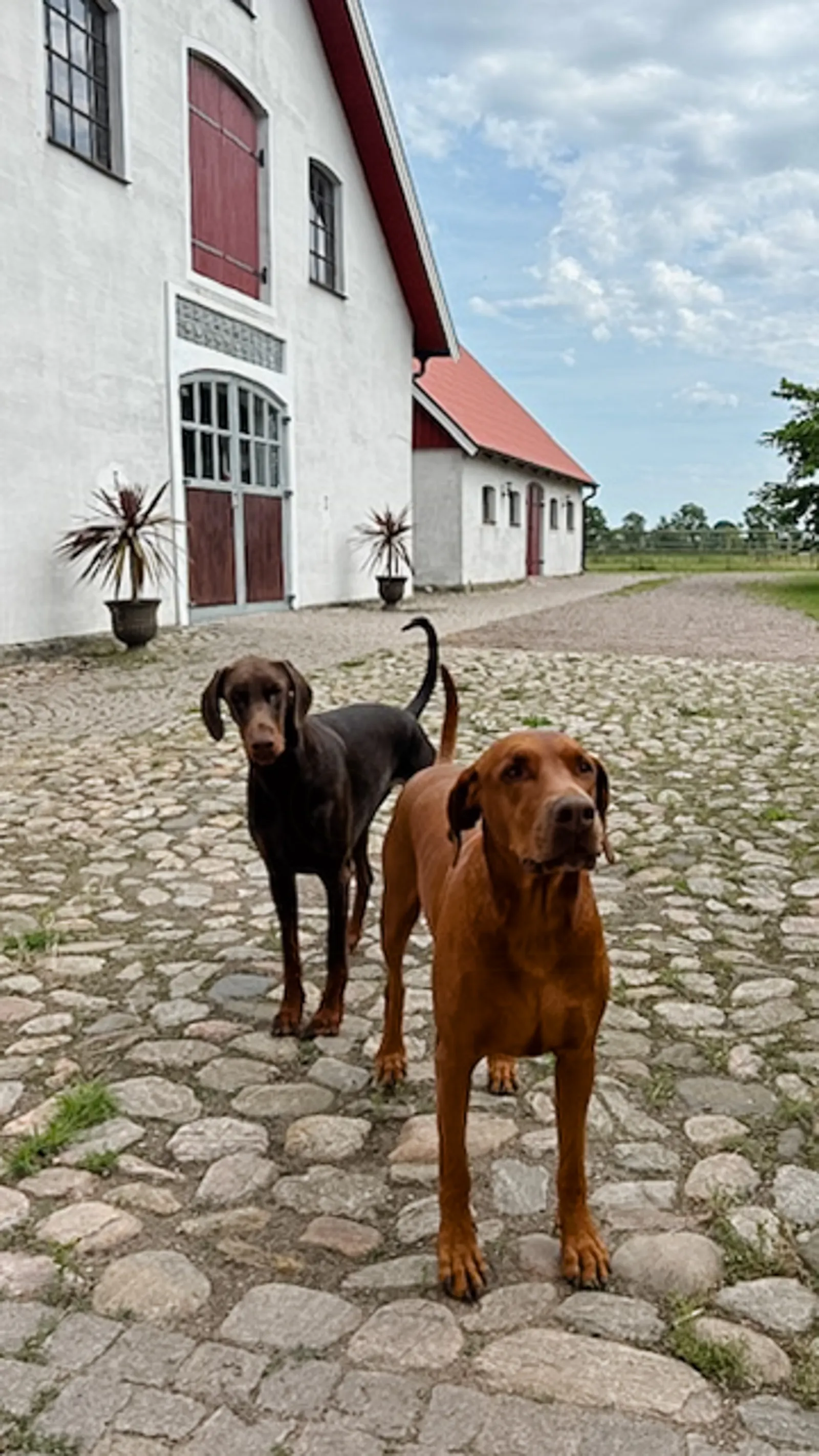 Korsvirkeshus från 1850 nära Kullaberg – bild 24 av 24