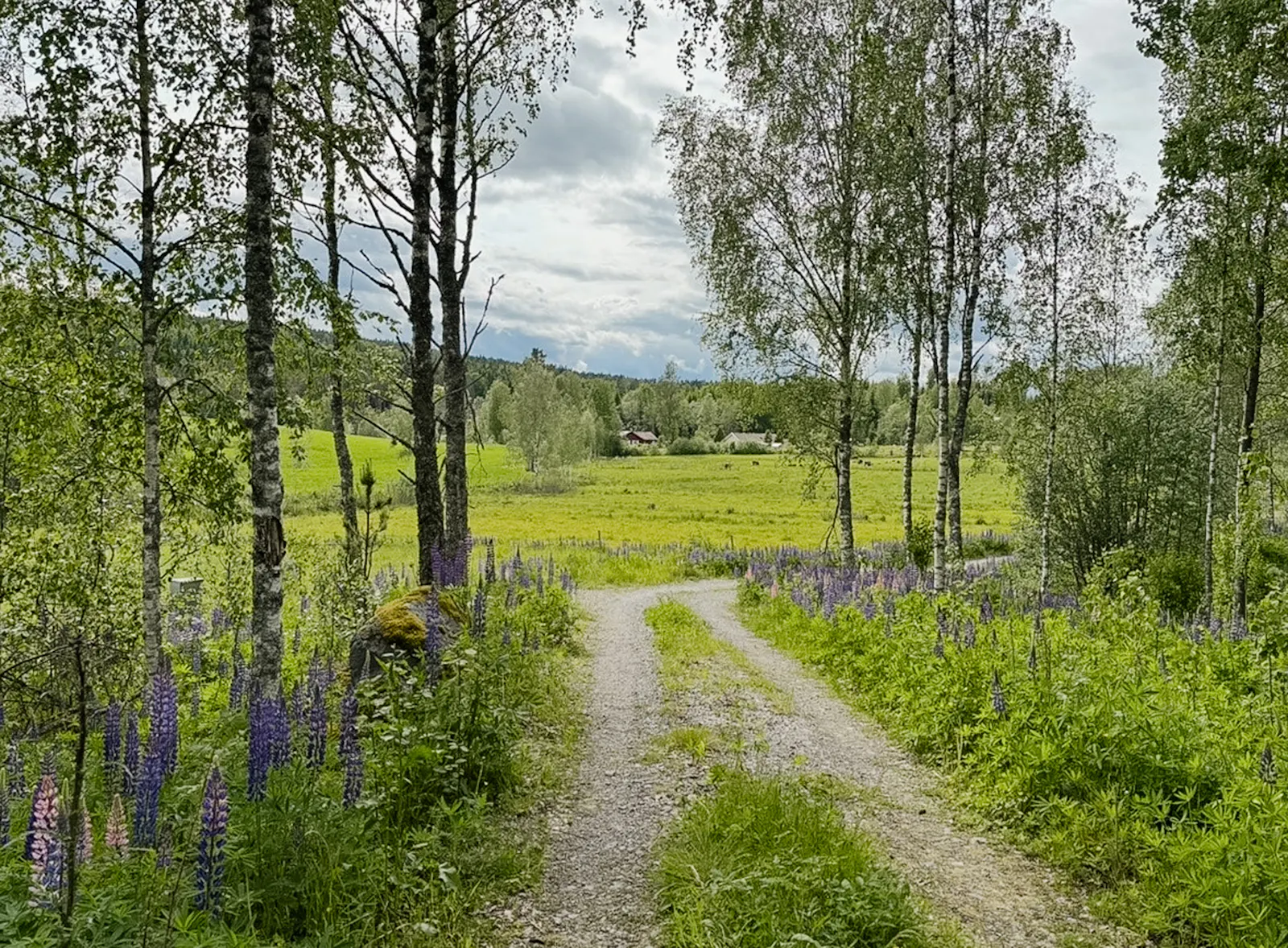 Minimalistisk stuga med skogsutsikt i Arvika – bild 18 av 19